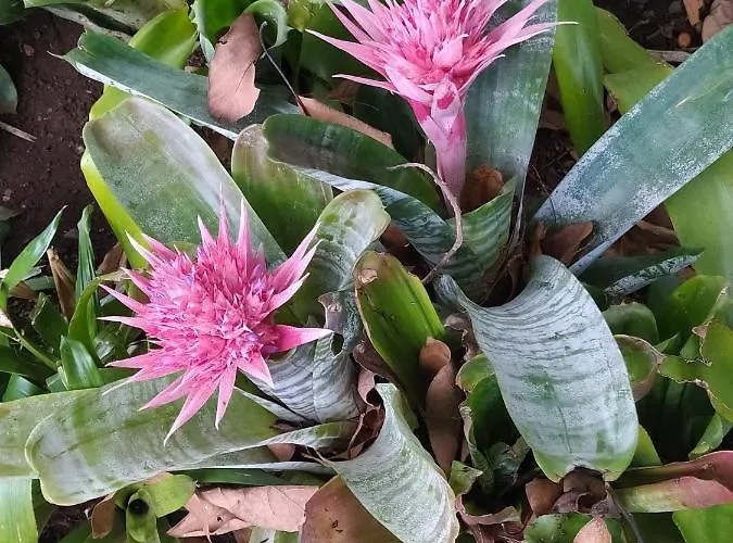 Abracaribes