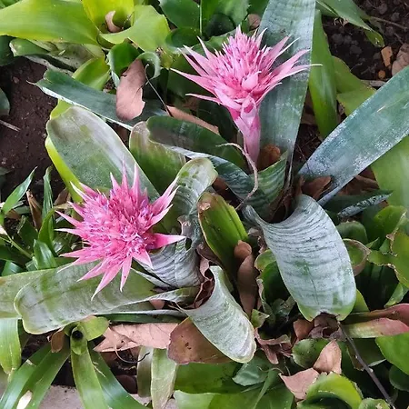 Abracaribes